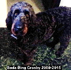 Bada Bing Crosby 2009-2015